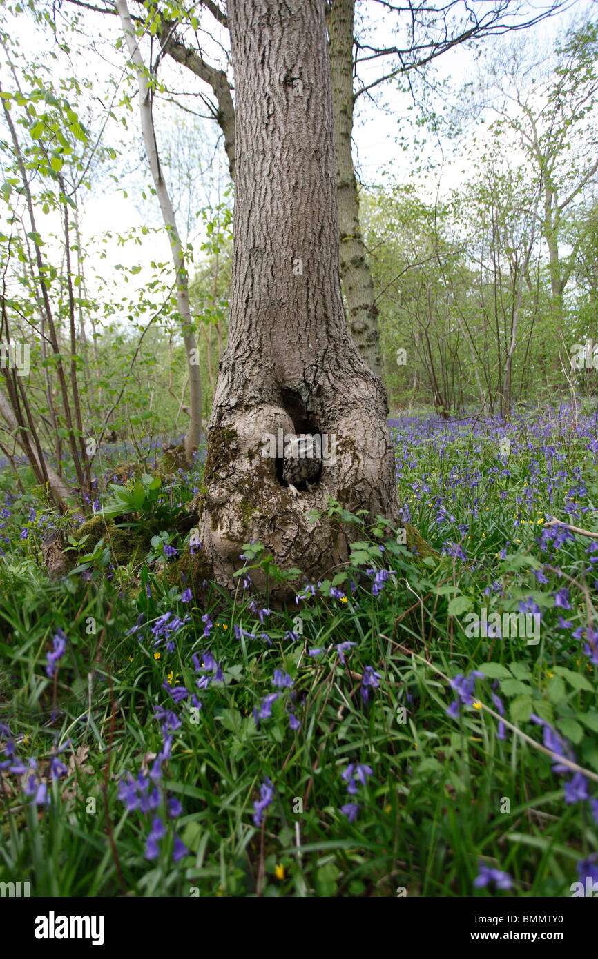 Steinkauz (Athene Noctua) am Nesthole in alten Wäldern Stockfoto