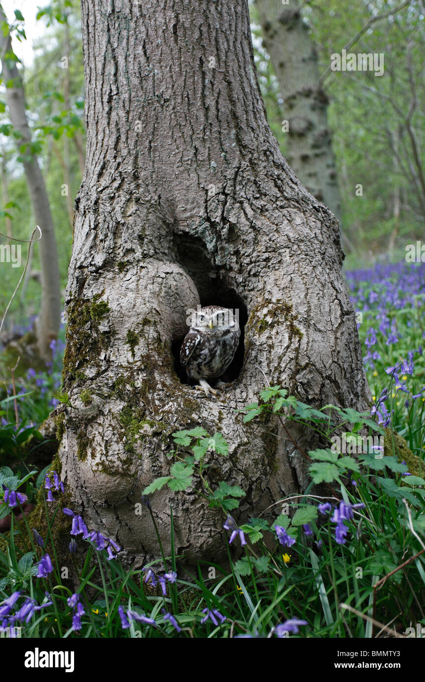 Steinkauz (Athene Noctua) am Nest im alten Wald Stockfoto