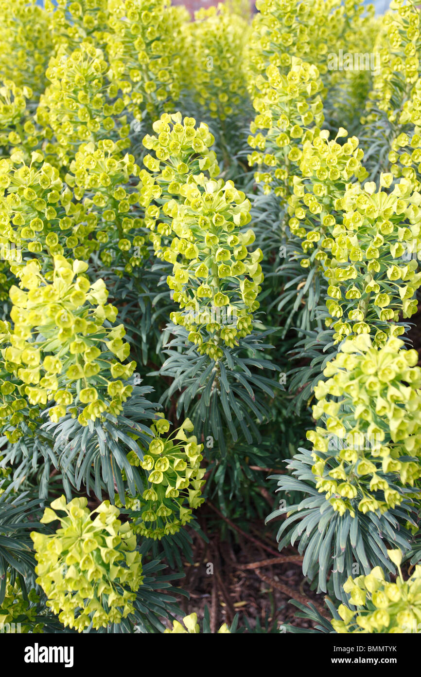 Euphorbia Characias Subsp, Wulfenii Pflanze in Blüte Stockfoto