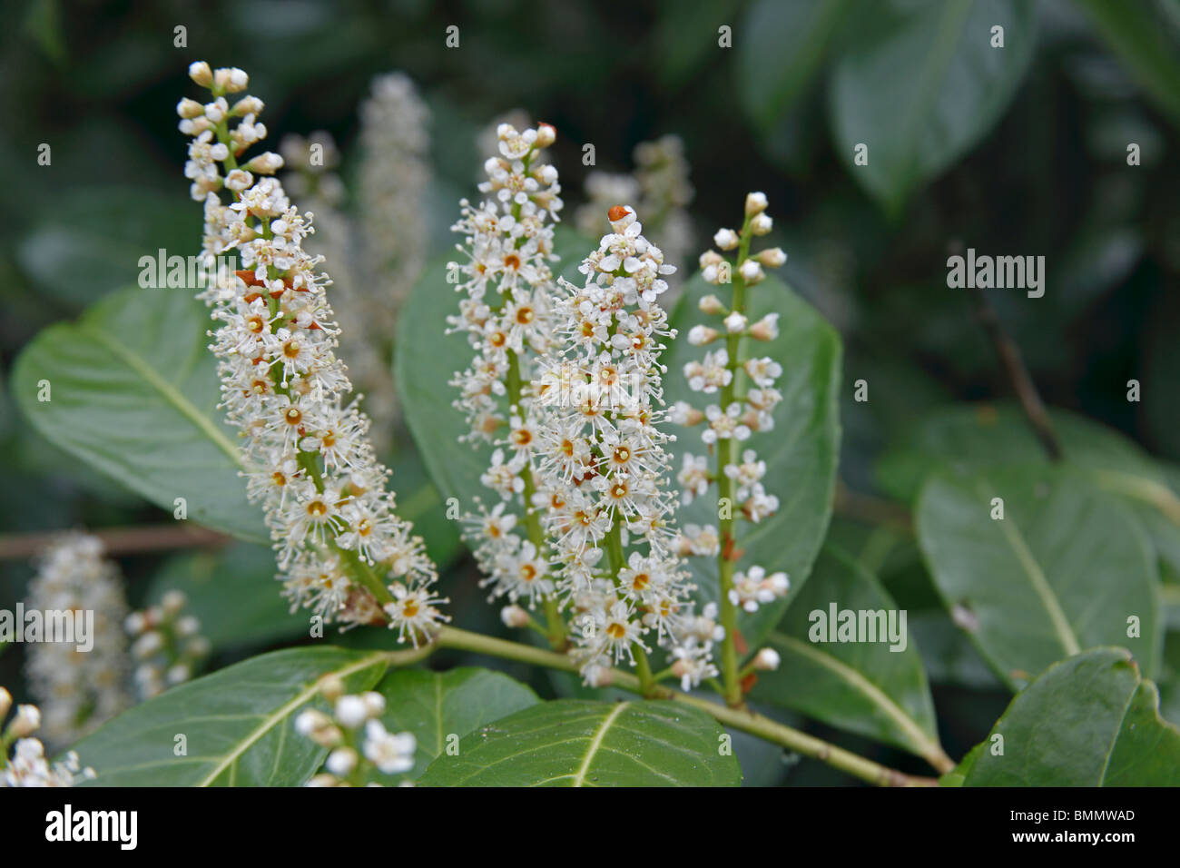 Lorbeer (Prunus Laurocerasus) Nahaufnahme Blume Spitzen Stockfoto