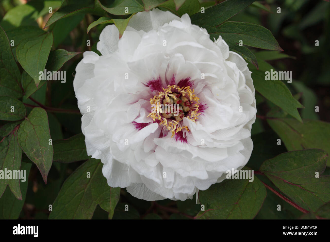 gemeinsamen Pfingstrose (Paeony Officinalis Alba Plena) Nahaufnahme Blume Stockfoto