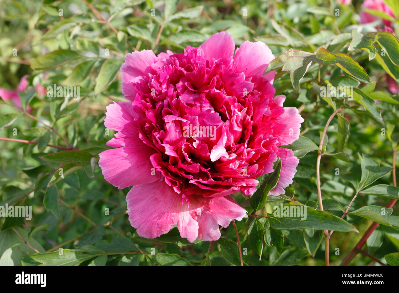 gemeinsamen Pfingstrose (Paeony Officinalis China-Rose) Nahaufnahme Blume Stockfoto