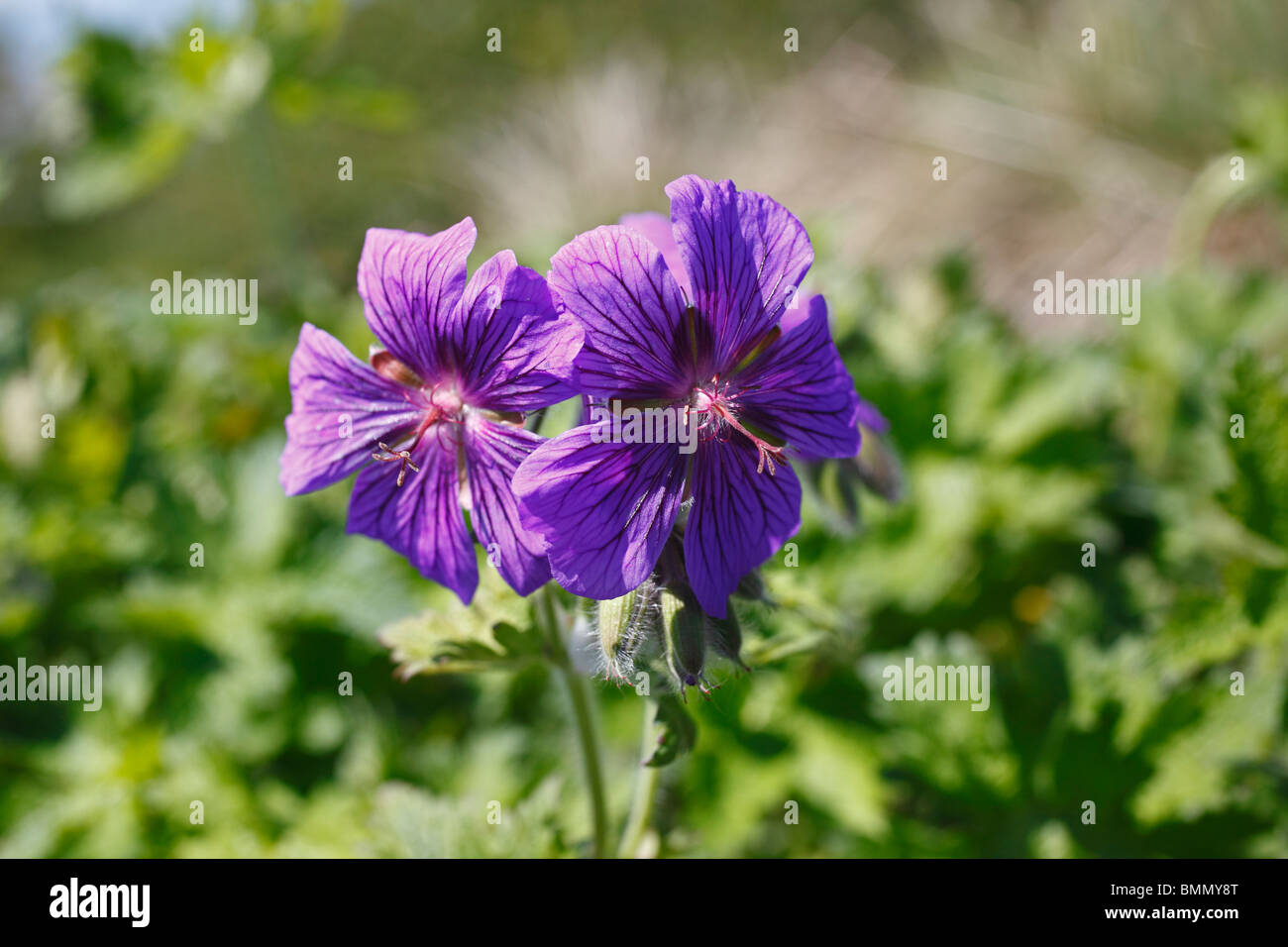 Geranium X magnificum Nahaufnahme Blume Stockfoto