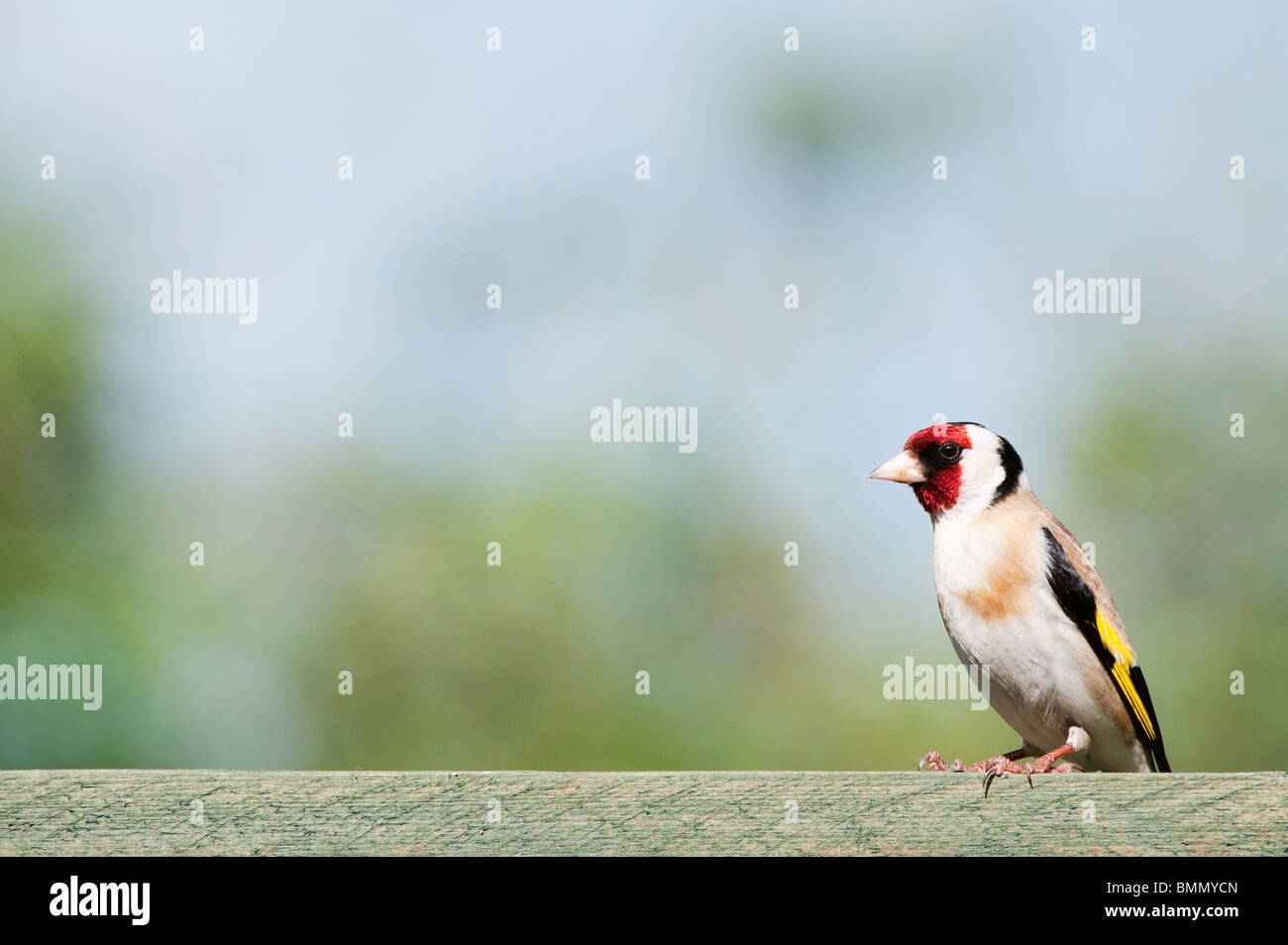 Stieglitz im Englischen Garten. Großbritannien Stockfoto