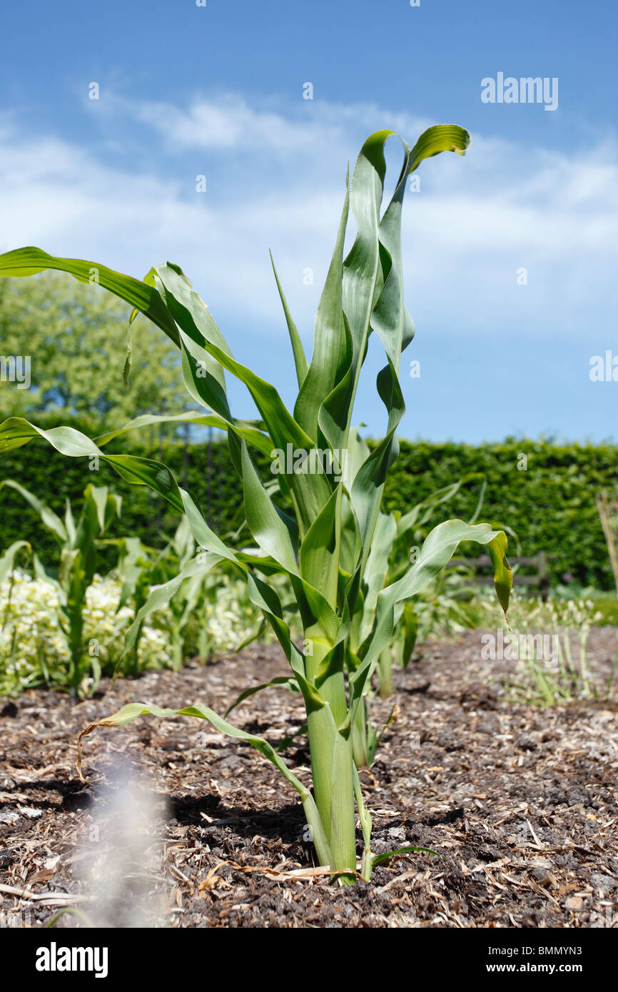 Mais (Zea Mays) Großaufnahme der wachsende Pflanze Stockfoto