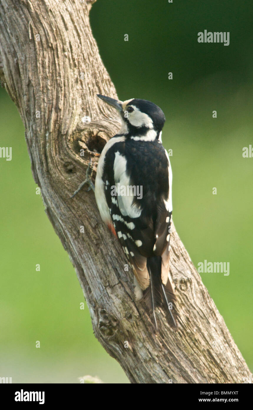 Größere Spotted Woodpecker (Dendrocopos großen) genannt manchmal Buntspecht ein Eingeborener des Vereinigten Königreichs ein Wald Vogel Stockfoto