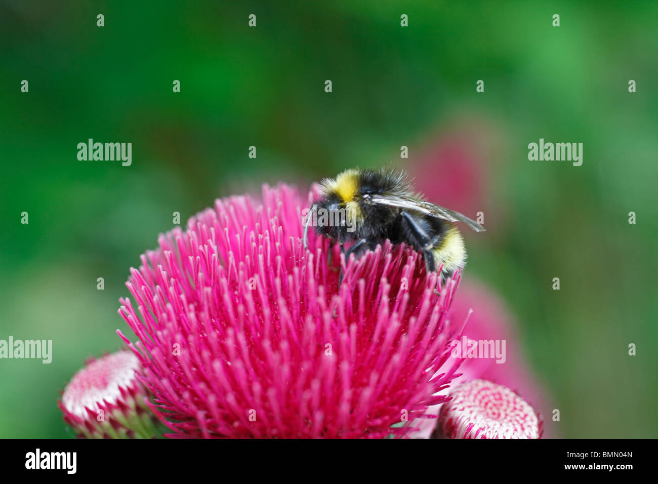 Buff tailed Hummel (Bombus Lucorum) Einnahme von Nektar aus Distel Stockfoto