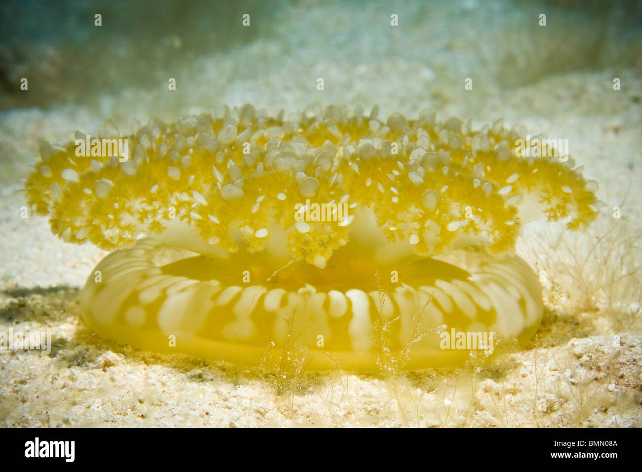 Upside-down Jellyfish Cassiopea Xamachana auf sandigen Boden unter Wasser Stockfoto