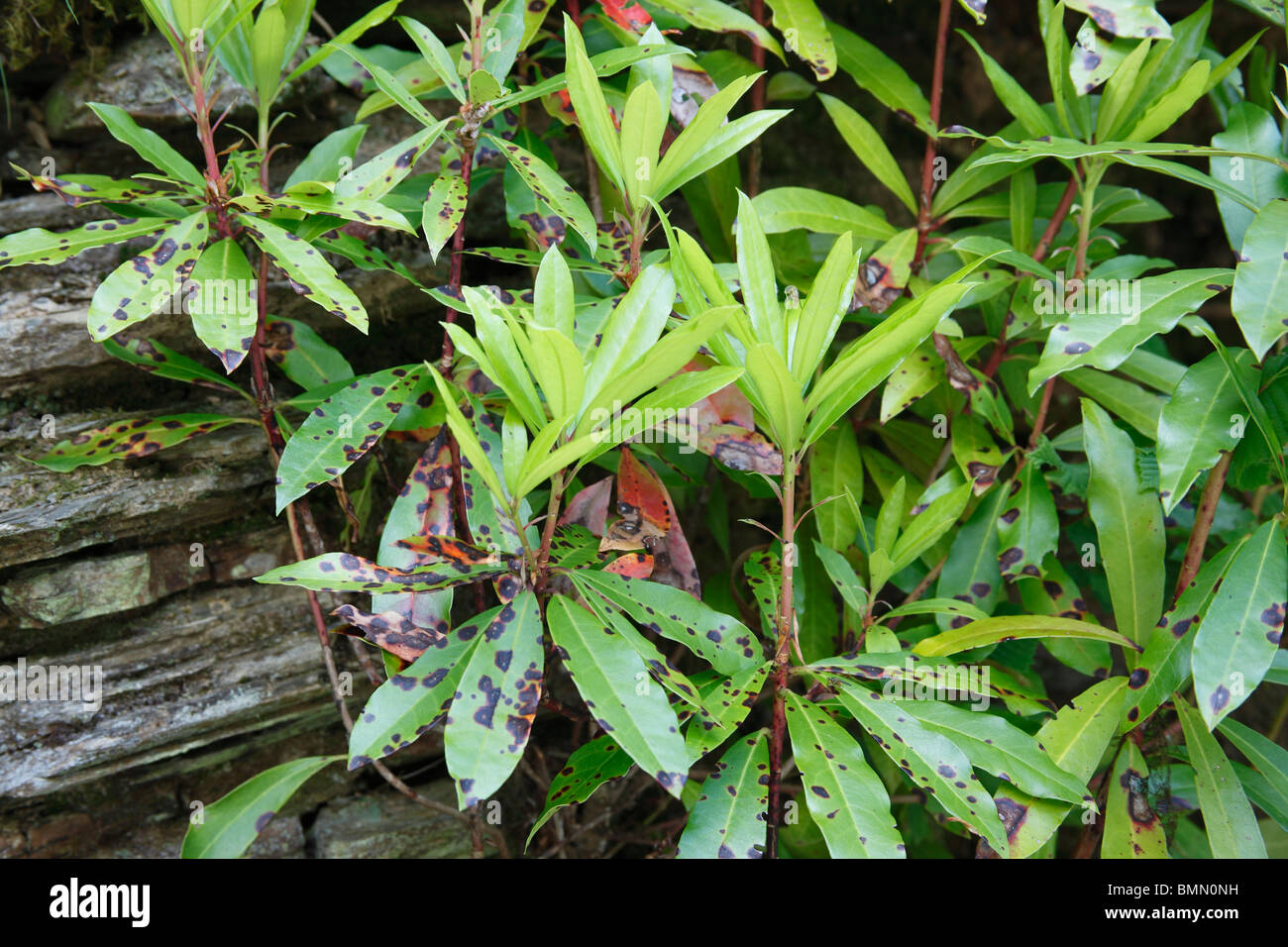Rhododendron Blattflecken (Septoria Azaleae) Pflanze mit infizierten  Blttern Stockfotografie - Alamy