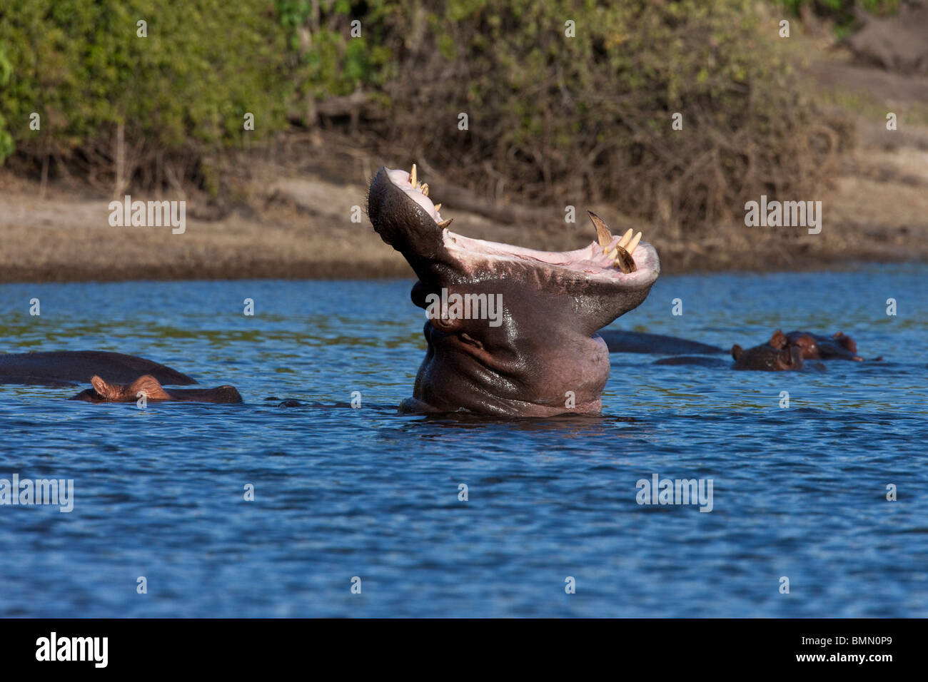 Eine Herde von Flusspferd (Hippopotamus Amphibius) in den Chobe Fluss im Chobe Nationalpark in Botswana. Stockfoto