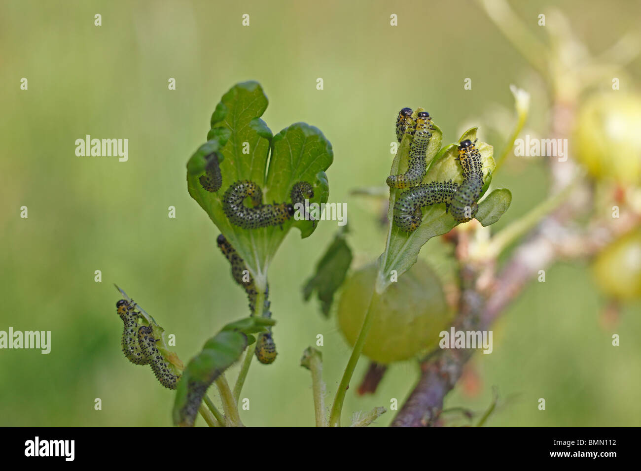 Stachelbeere Blattwespen (Nematus Ribesii) Fütterung auf Stachelbeere Blätter Stockfoto