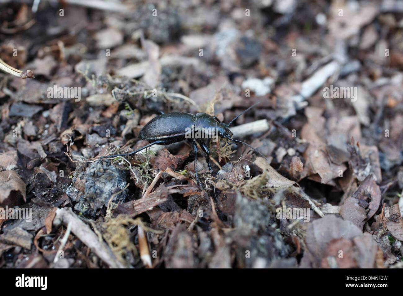 violette Boden Käfer (Carabus Violaceus) unter Laubstreu Stockfoto