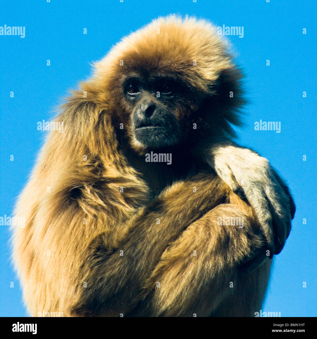 Agile Gibbon Hylobates Agilis den gelben Haaren an der Spitze in der Sonne mit blauem Himmel hinter genommen Stockfoto