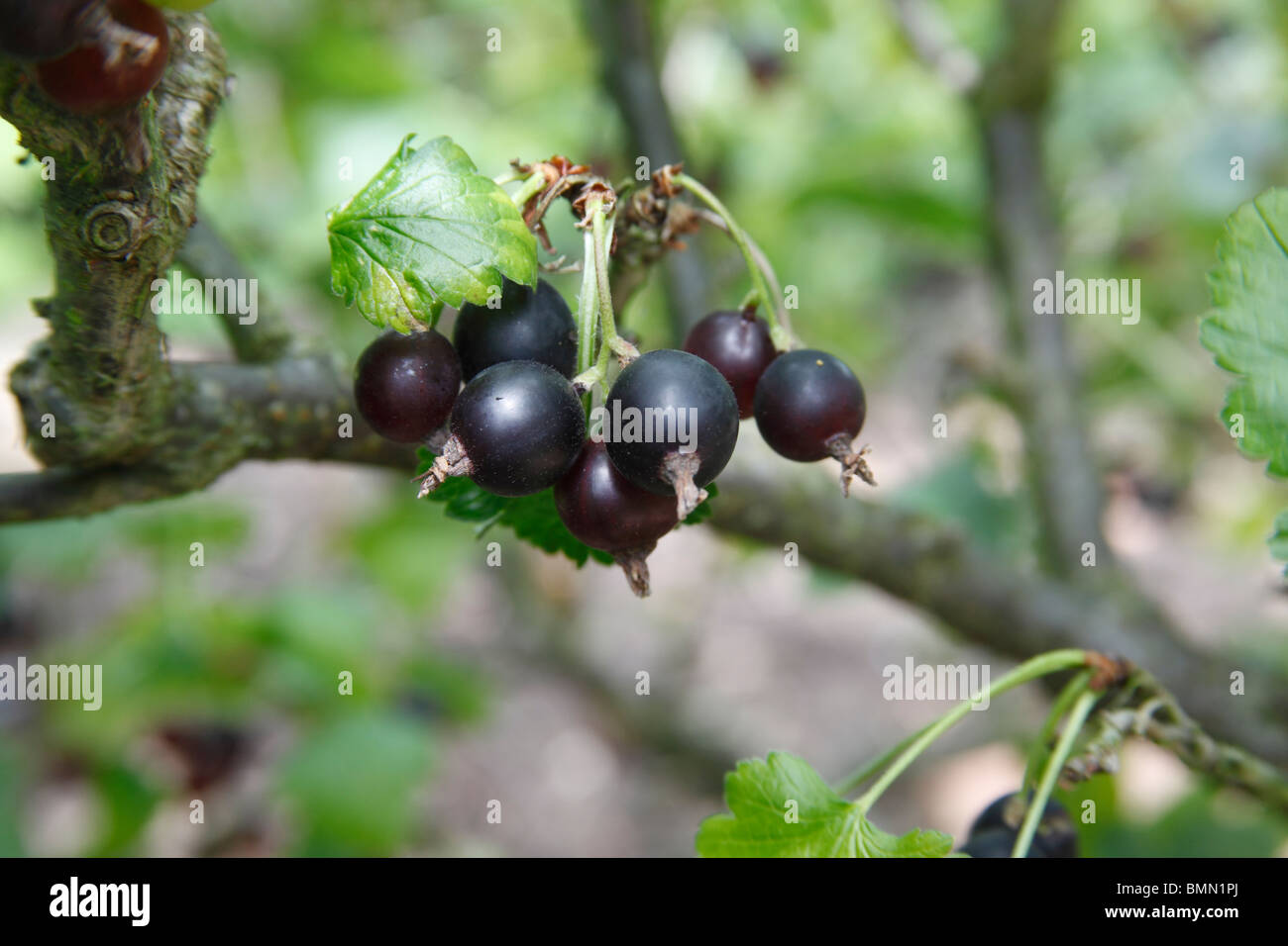 Ogrozd (schwarze Johannisbeere x Stachelbeere) Großaufnahme von Obst Stockfoto