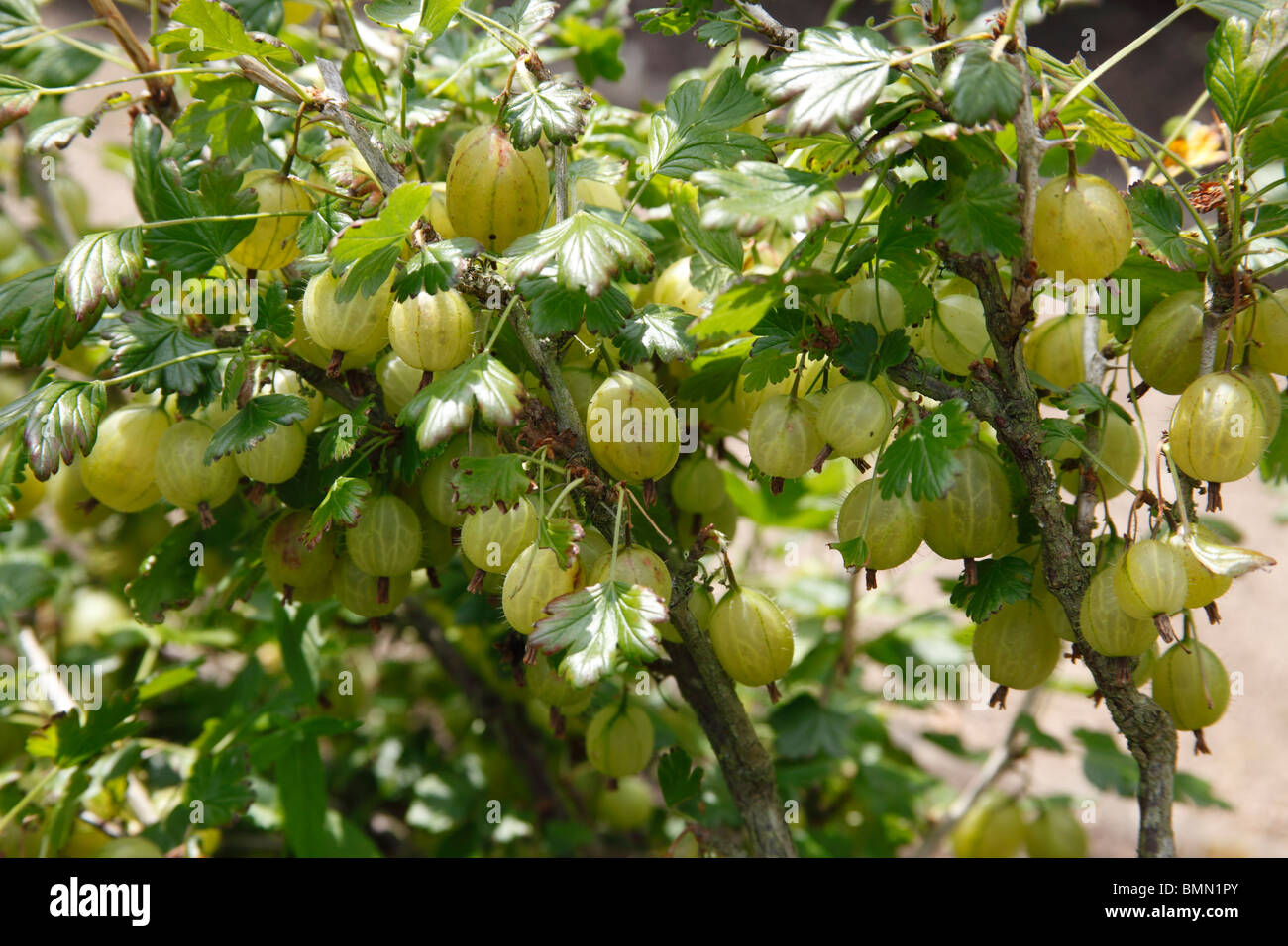 Stachelbeere (Ribes Uva-Crispa) Ivicta Nahaufnahme von Obst Stockfoto