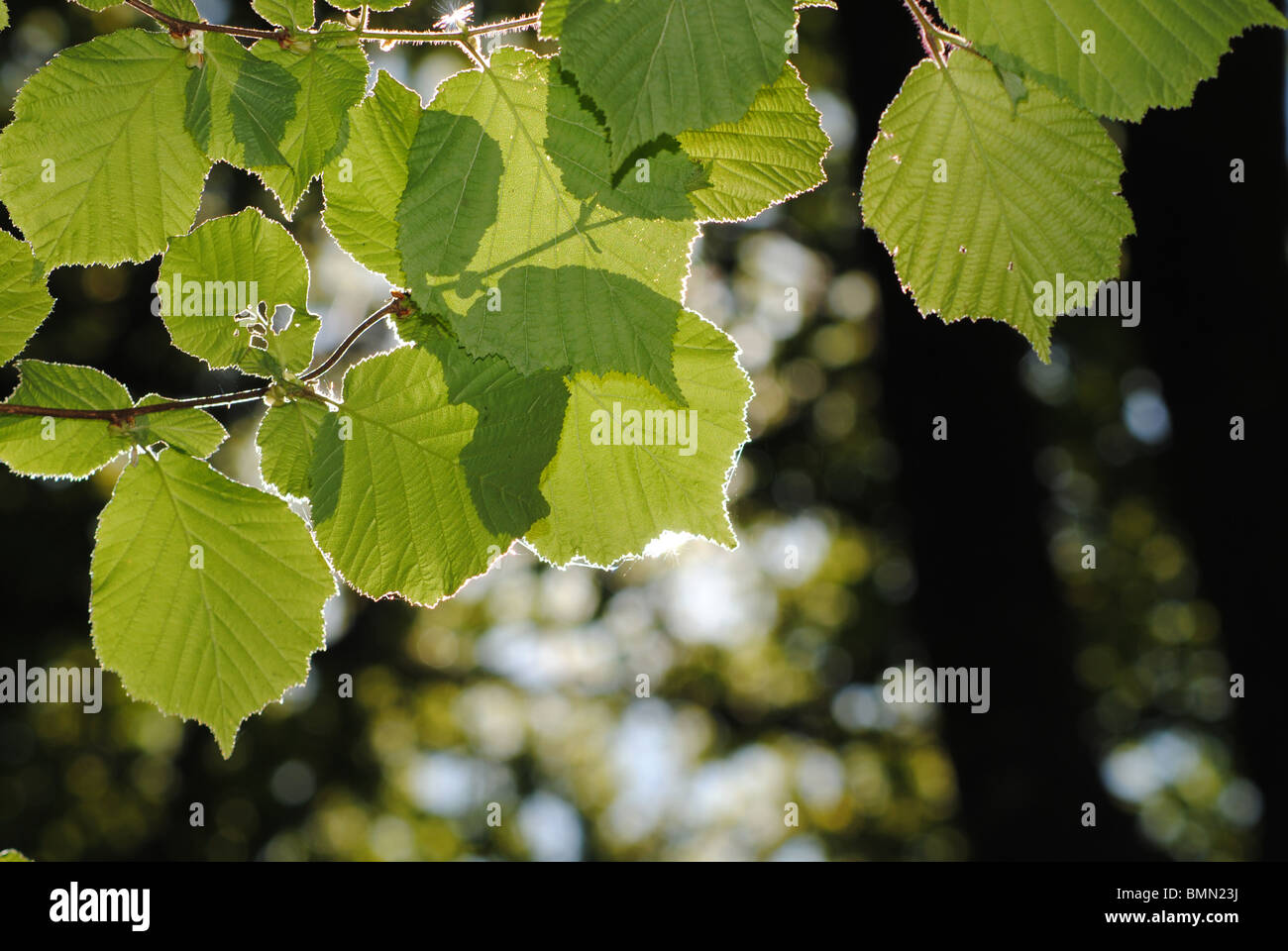 Blätter und Licht in einem Laubwald in Dorset, England Stockfoto