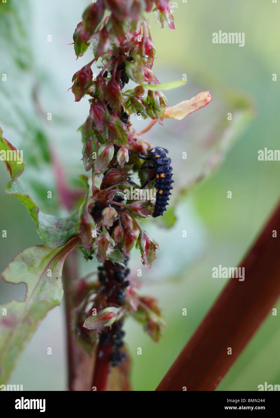 Sieben vor Ort Marienkäfer (Coccinella 7 Trommler) Larven ernähren sich von Blattläusen Stockfoto
