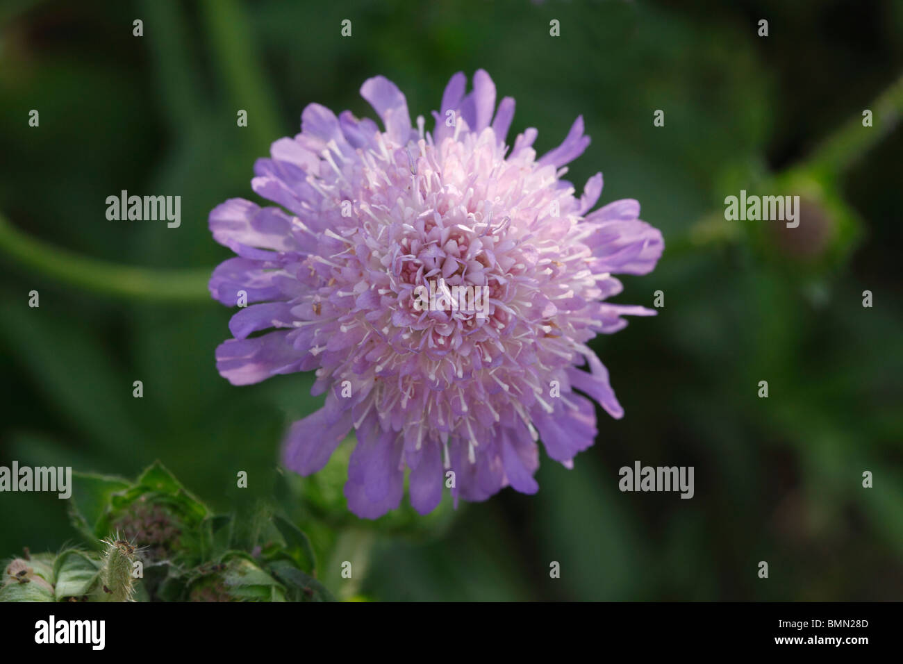 Feld-Witwenblume (Knautia Arvensis) Nahaufnahme der Blüte Stockfoto