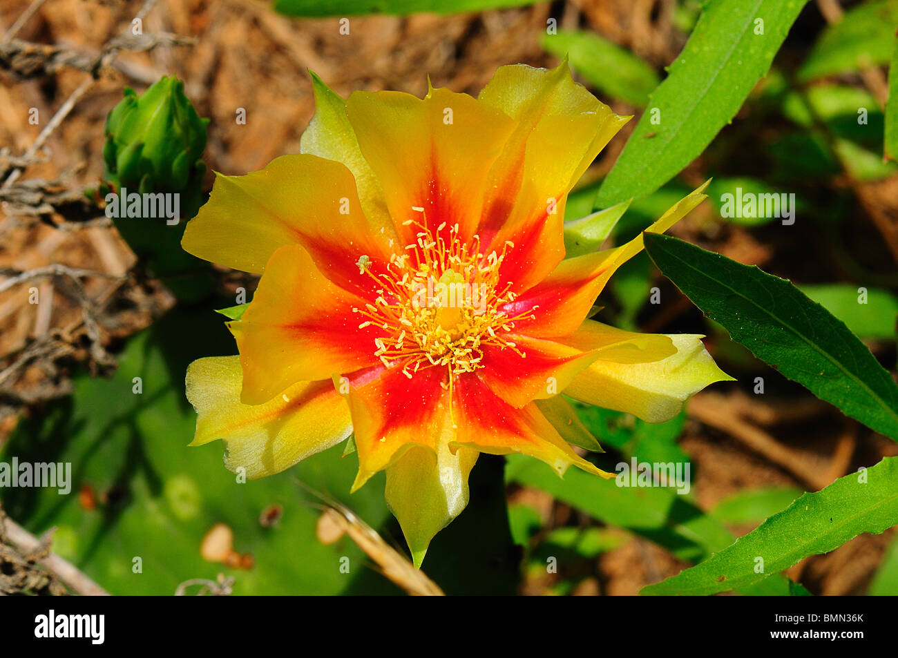 Lila Prickly Pear Cactus Stockfoto