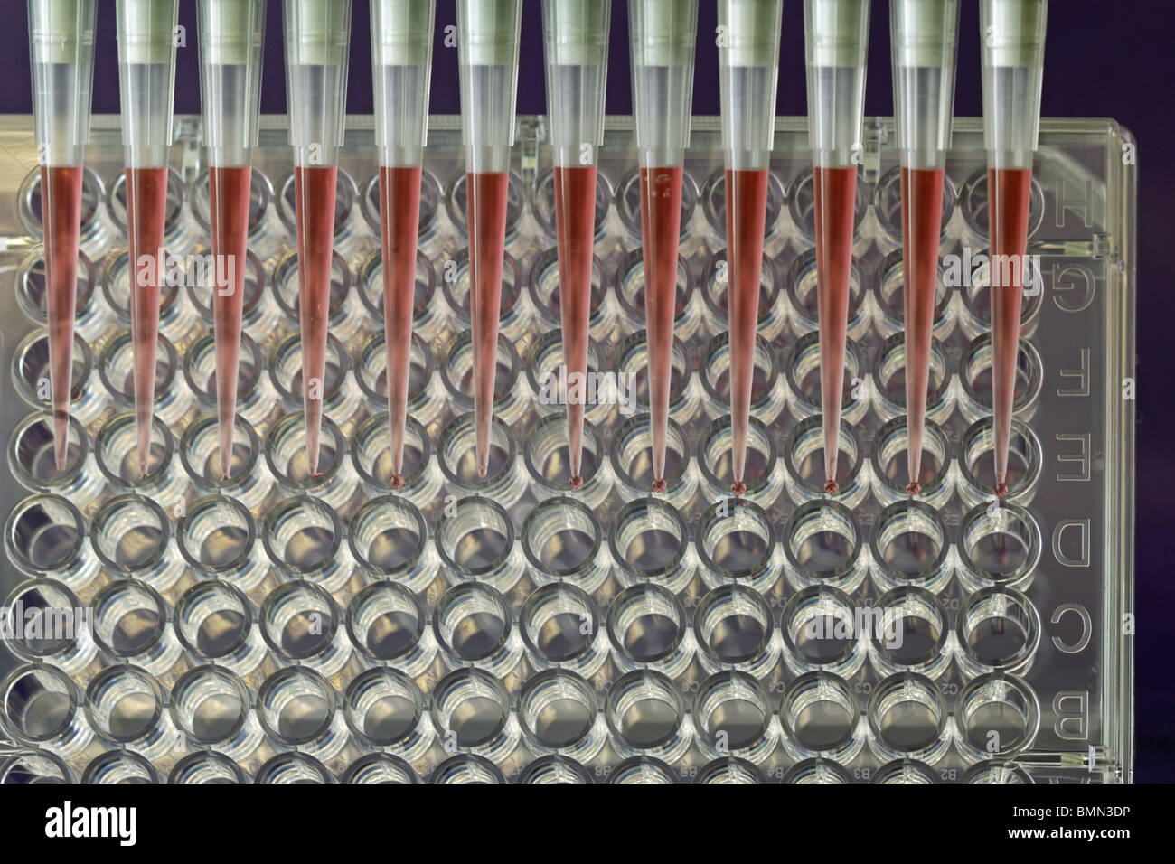 Mikrotestplatte mit Pipette Stockfoto