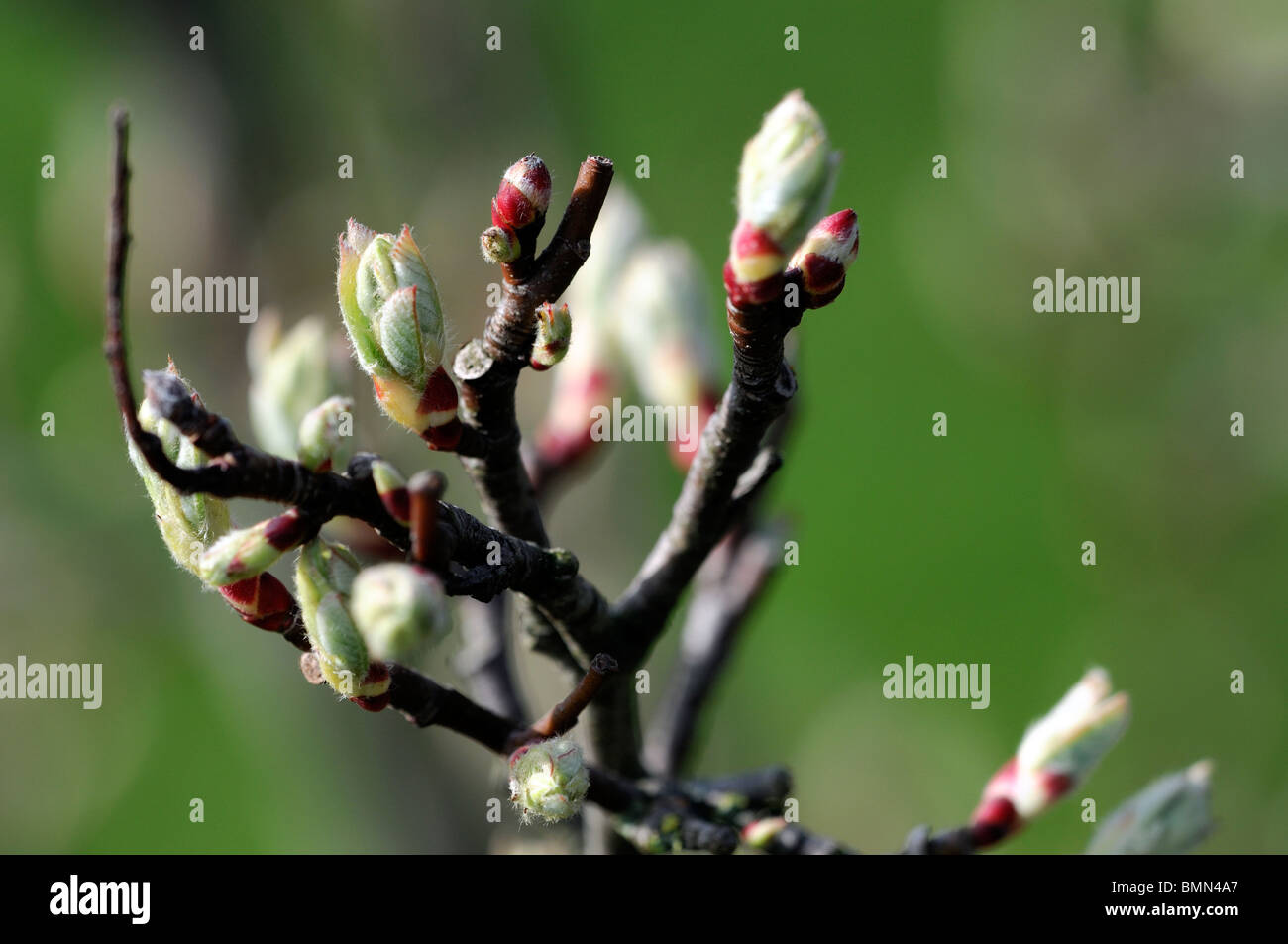 Amelanchier Alnifolia Saskatoon Beere Elsbeere Sarvisberry Eschen Blütenknospe Frühling Stockfoto