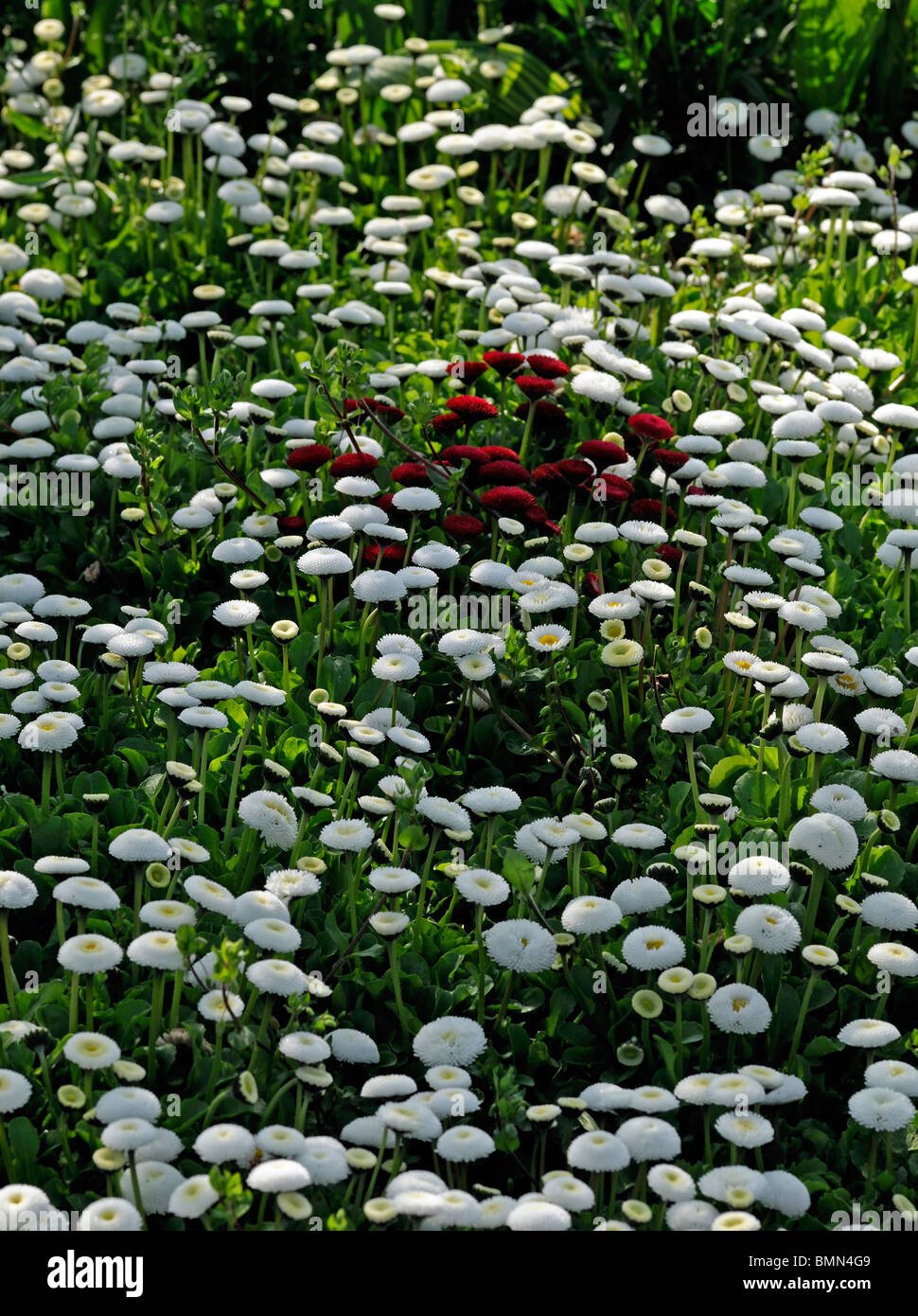 Bellis Perennis AGM Pomponette Blume Blüte Blüte Bett weiß gefärbt Farbe gefärbt rot Cluster Zentrum Stockfoto