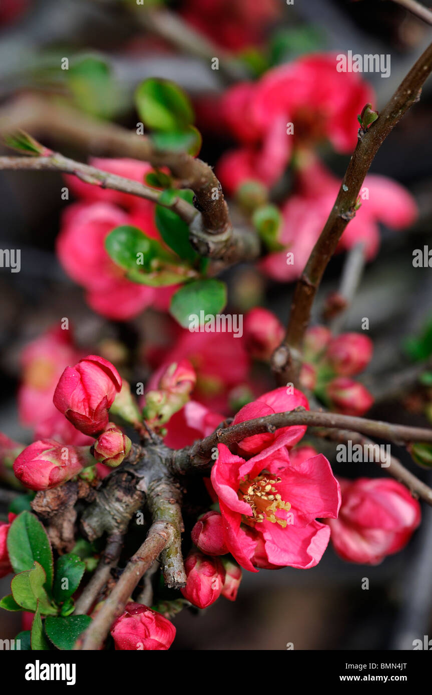 Blühende Quitte Chaenomeles Speciosa Cardinalis Sorte winterhart