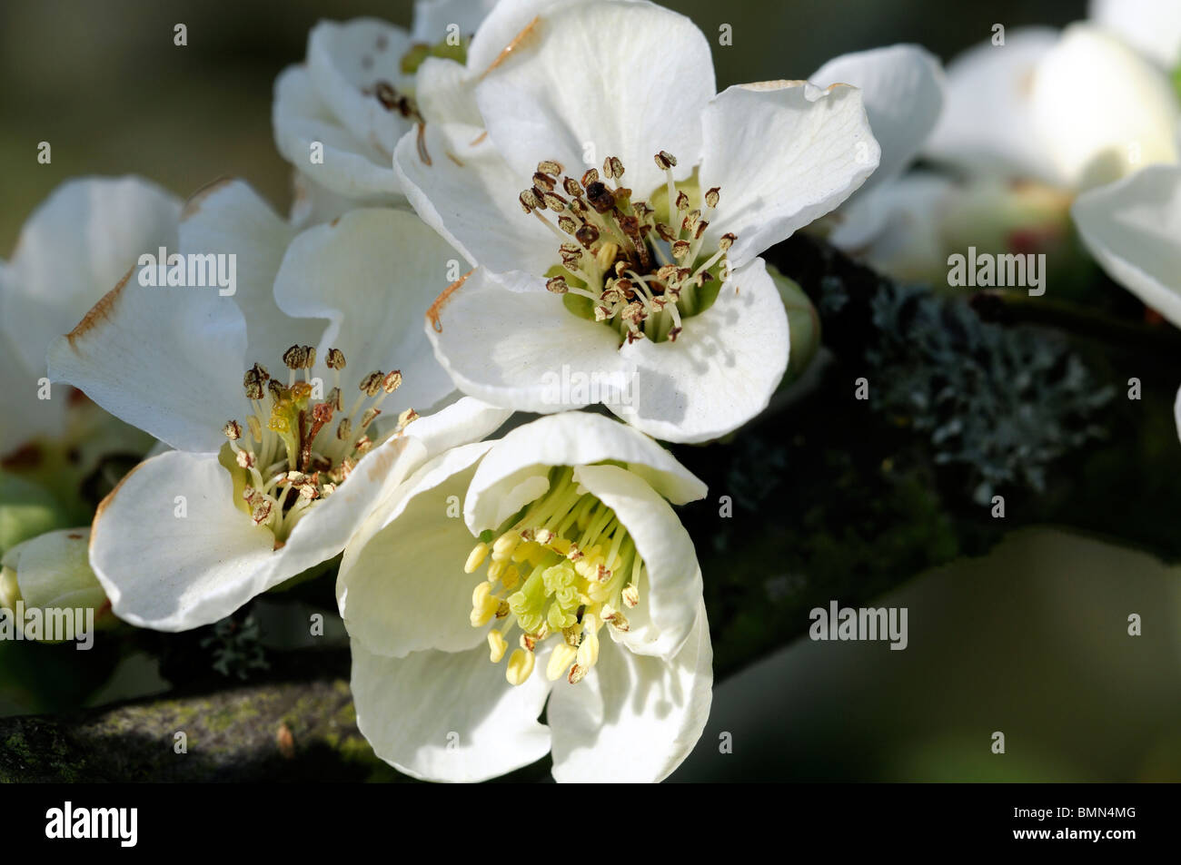 Blühende Quitte Chaenomeles Speciosa Ätna Sorte winterhart Strauch weiße Blüten Frühling Blume Blüte Blüte Stockfoto