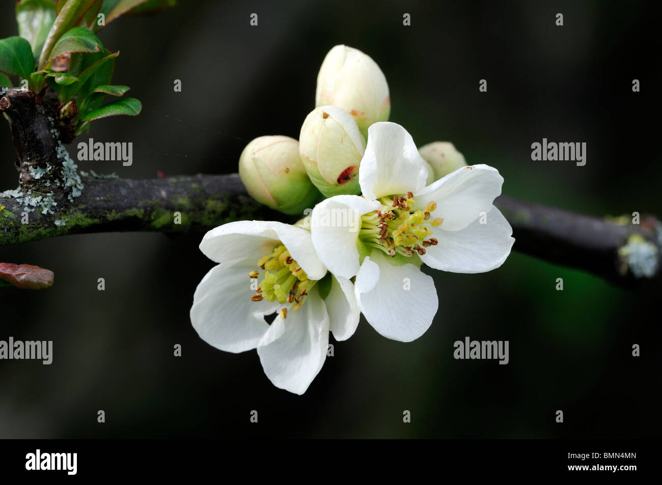 Blühende Quitte Chaenomeles Speciosa Nivalis Sorte winterhart Strauch weiße Blüten Frühling Blume Blüte Blüte Stockfoto