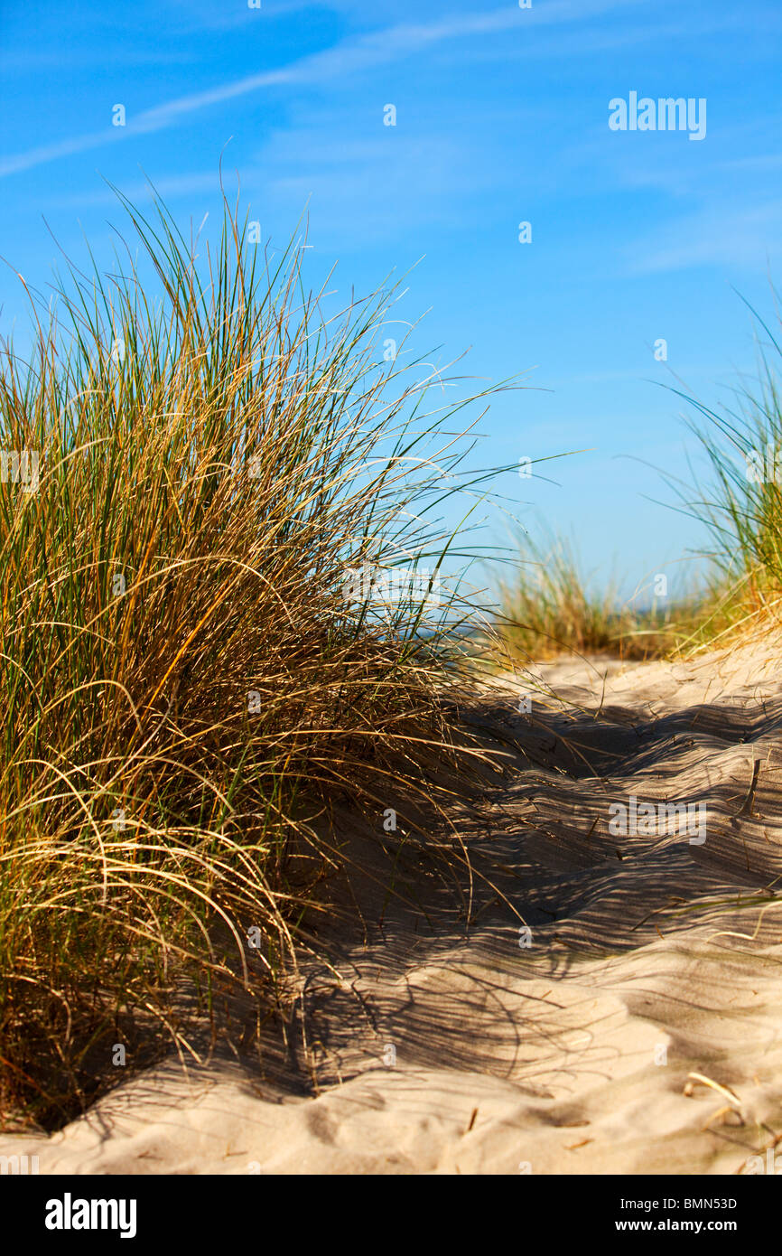 Dünengebieten Grass auf Düne in Le Touquet-Paris-Plage, französische Kanalküste Stockfoto