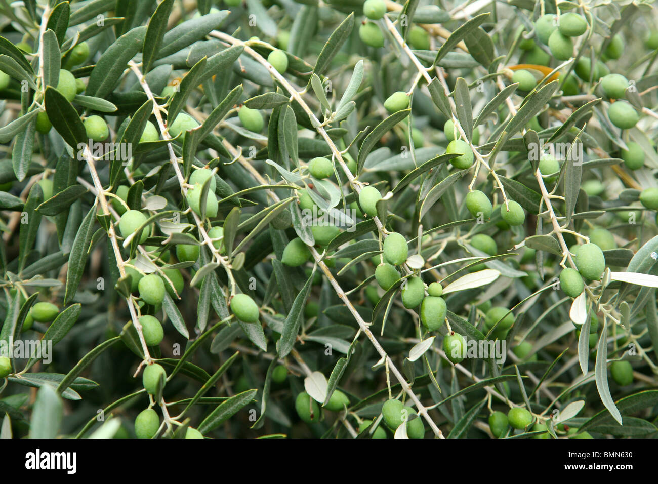 Grüne Oliven am Olivenbaum Stockfoto
