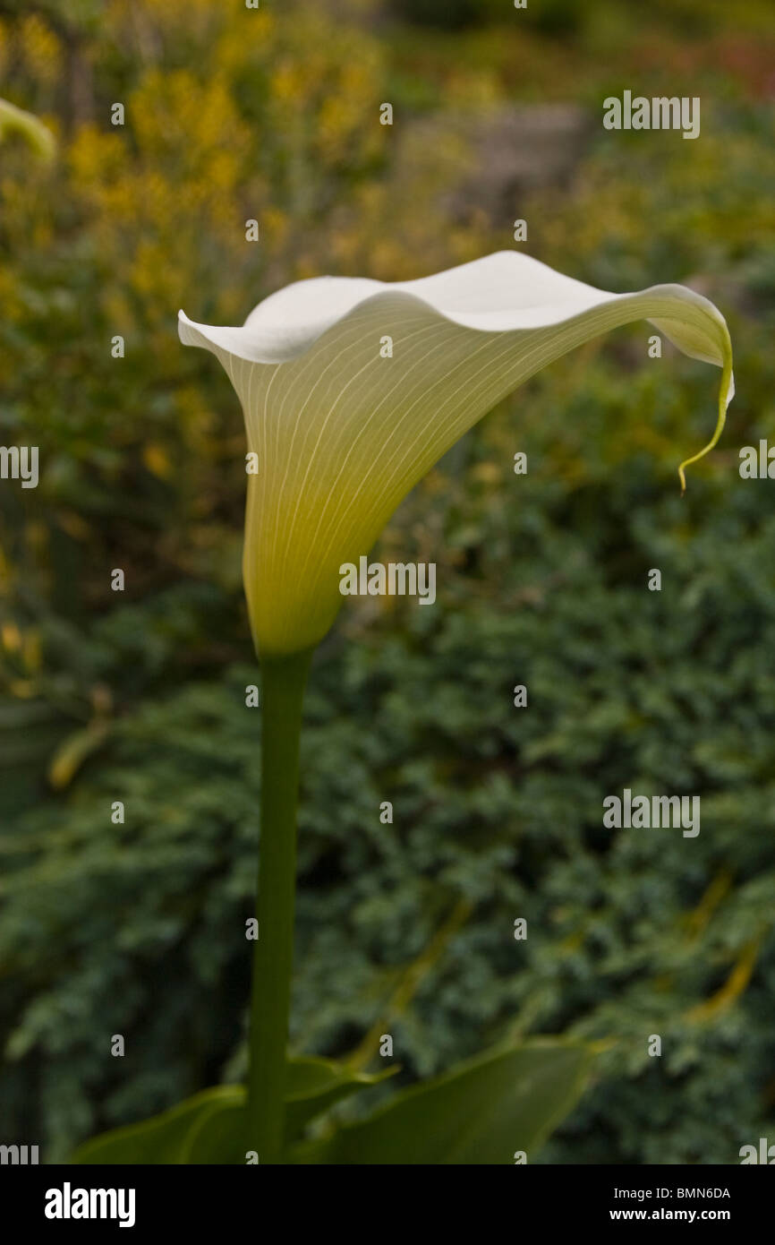 Garten der tugend Fotos und Bildmaterial in hoher Auflösung Alamy