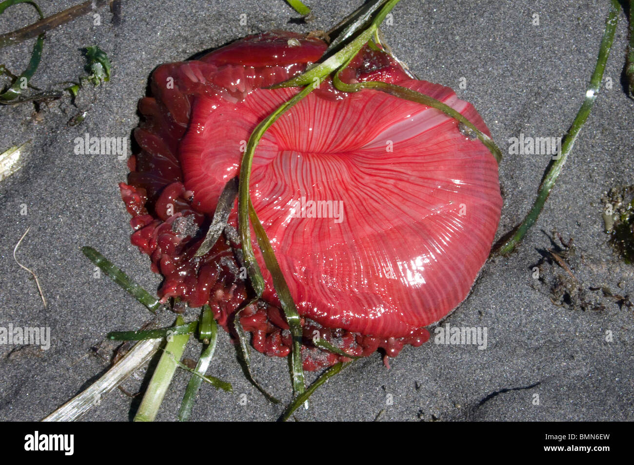 Eine Seeanemone ausgesetzt während einer minus am Puget Sound, Washington. Stockfoto