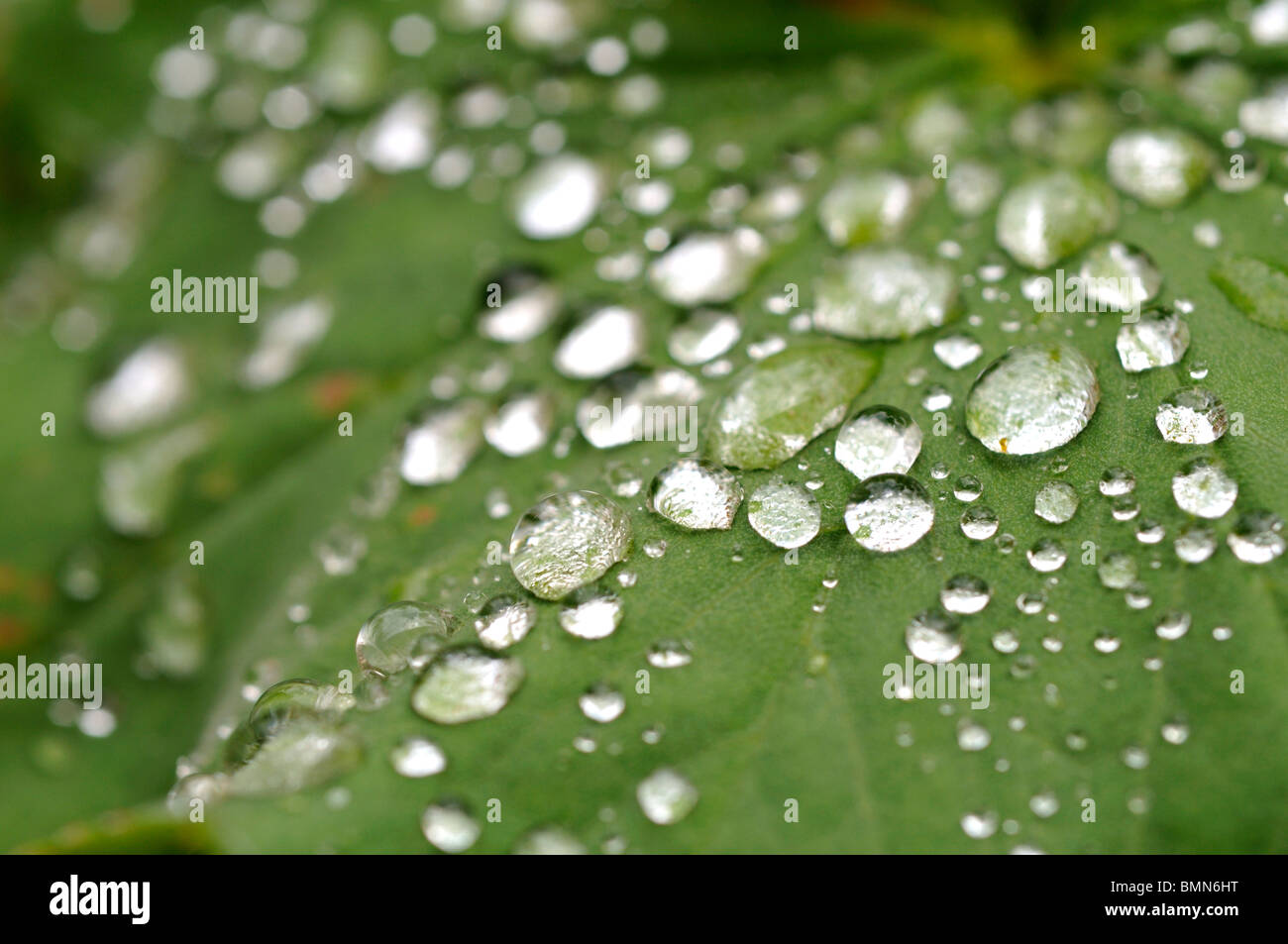 Sicke auf Alchemilla Mollis nach dem Regen lässt das Wasser. Stockfoto