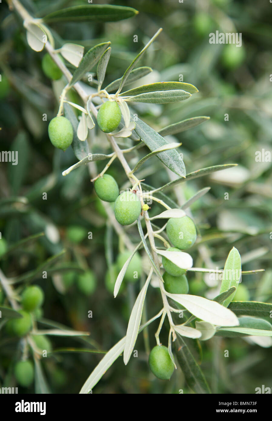 Zweig mit grünen Oliven auf dem Baum Stockfoto