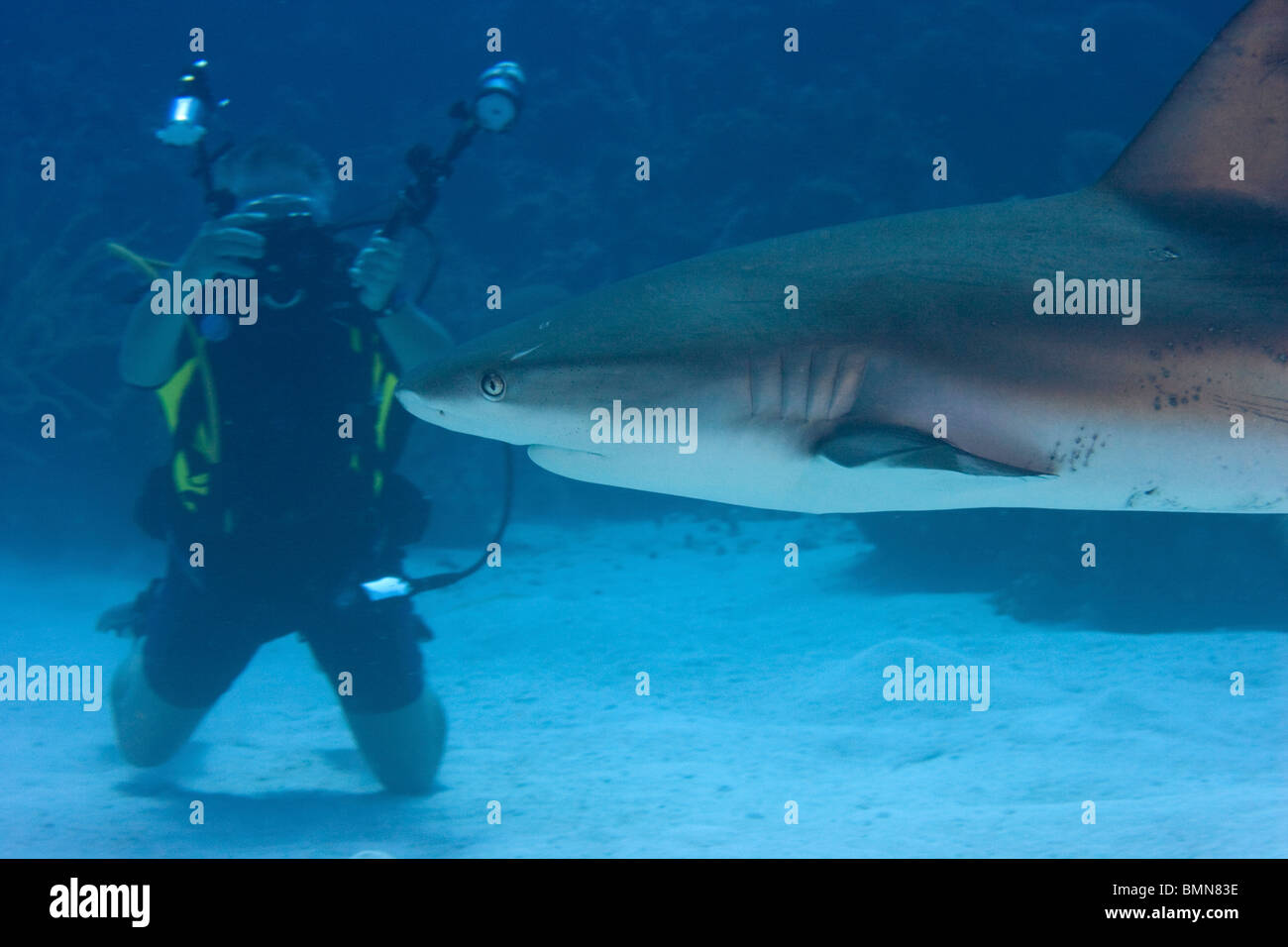 Karibische Riffhaie schwimmen vor Taucher mit Kamera fotografieren. Stockfoto
