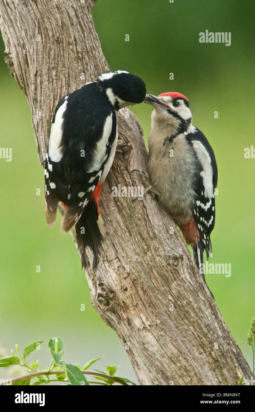 Größere Spotted Woodpecker (Dendrocopos großen) genannt manchmal Buntspecht ein Eingeborener des Vereinigten Königreichs ein Wald Vogel Stockfoto