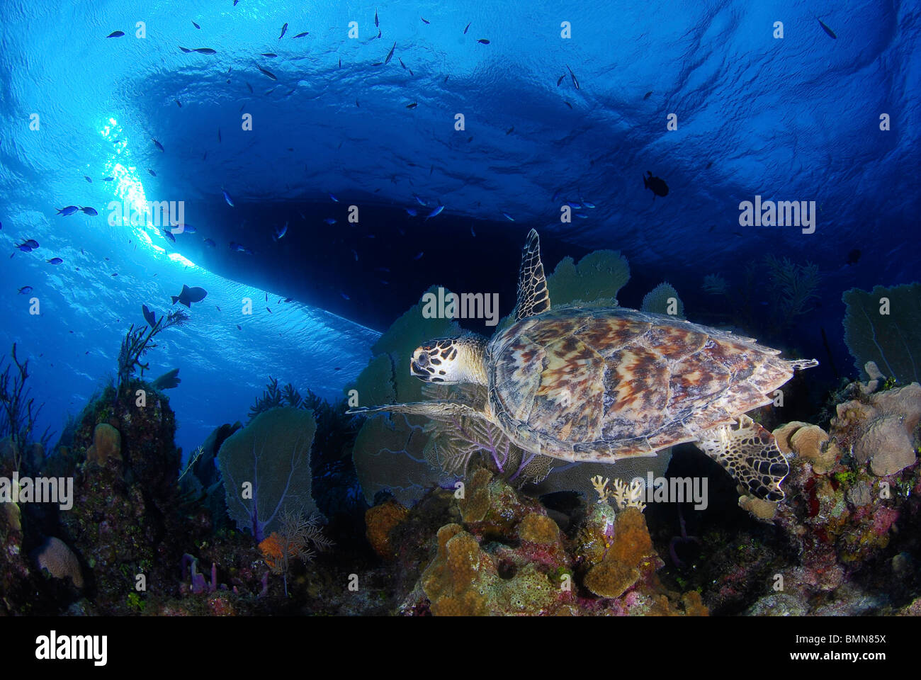 Echte Karettschildkröte Schwimmen unter Tauchen Tauchboot auf Bloody Bay Wall, Little Cayman, Cayman-Inseln unter Wasser. Stockfoto