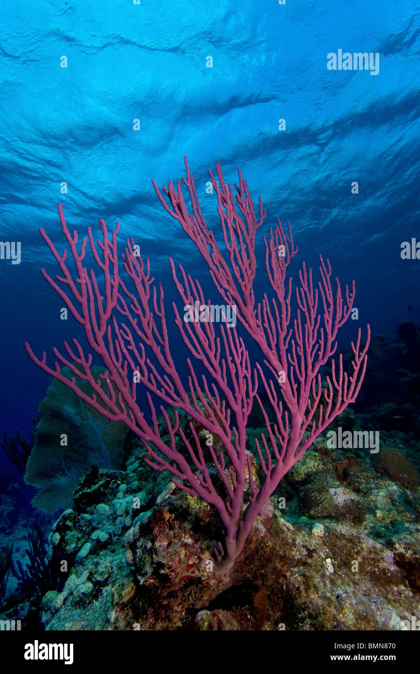 Hell lila Gorgonien Koralle mit sauberen klaren, blauen Wasser Hintergrund, Bloody Bay, Little Cayman, Cayman-Inseln Stockfoto