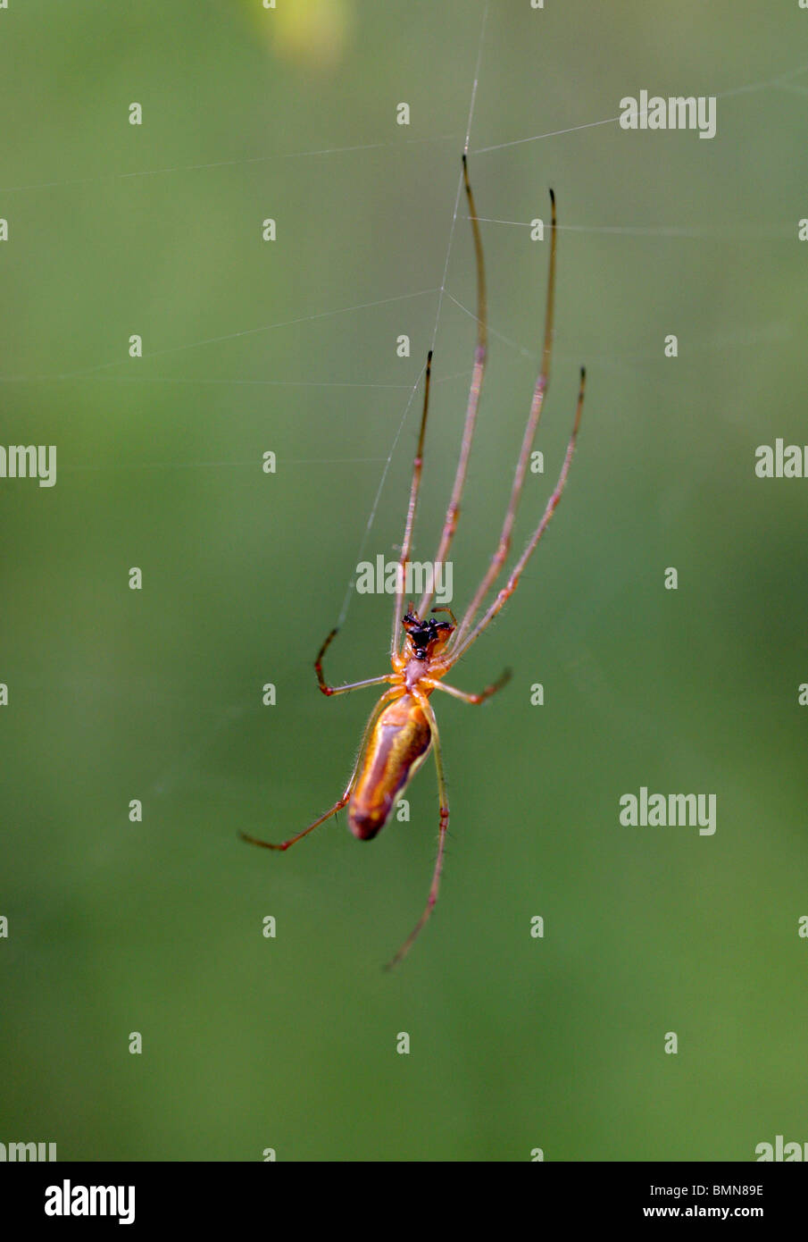 Gemeinsamen langen Jawed Orb Weaver Spider, Tetragnatha Extensa, Tetragnathidae. Von Unterseite, Spinnen Netz. Stockfoto