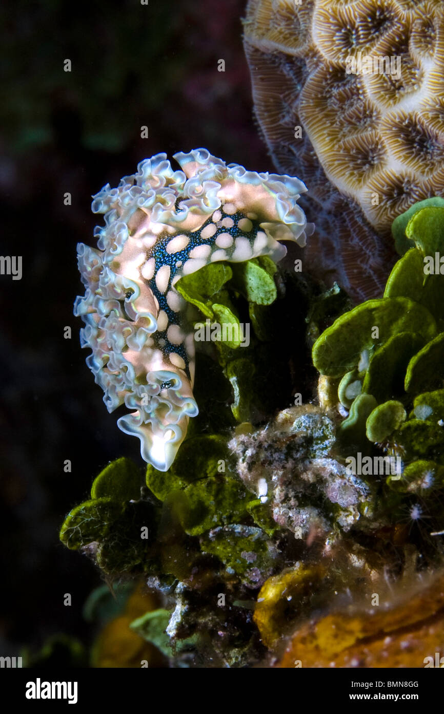 Kopfsalat Blatt Seeschnecke Nacktschnecke unter Wasser mit Hartkorallen und Korallen in den Cayman-Inseln, Little Cayman Bloody Bay grün Stockfoto