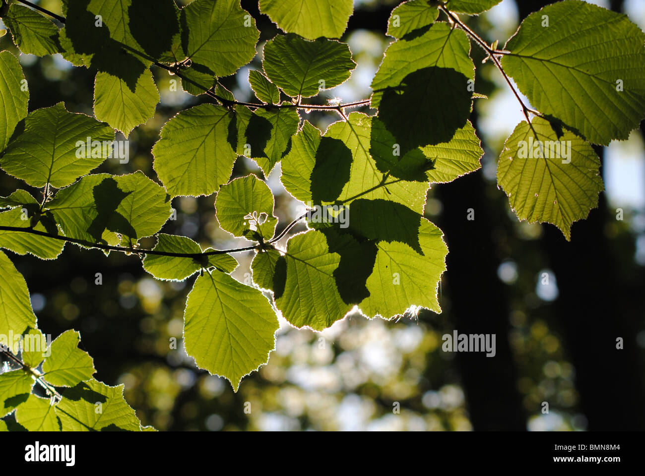 Laubwald in Dorset, England Stockfoto