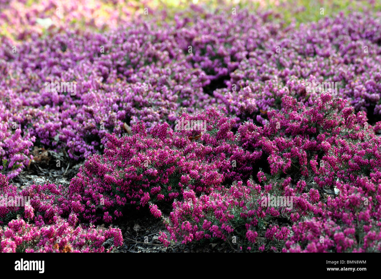 Erica Carnea Tanja Rosa Winter Heide Winter blühenden Heidekraut Frühling Heide Sy Herbacea mediterranea Stockfoto