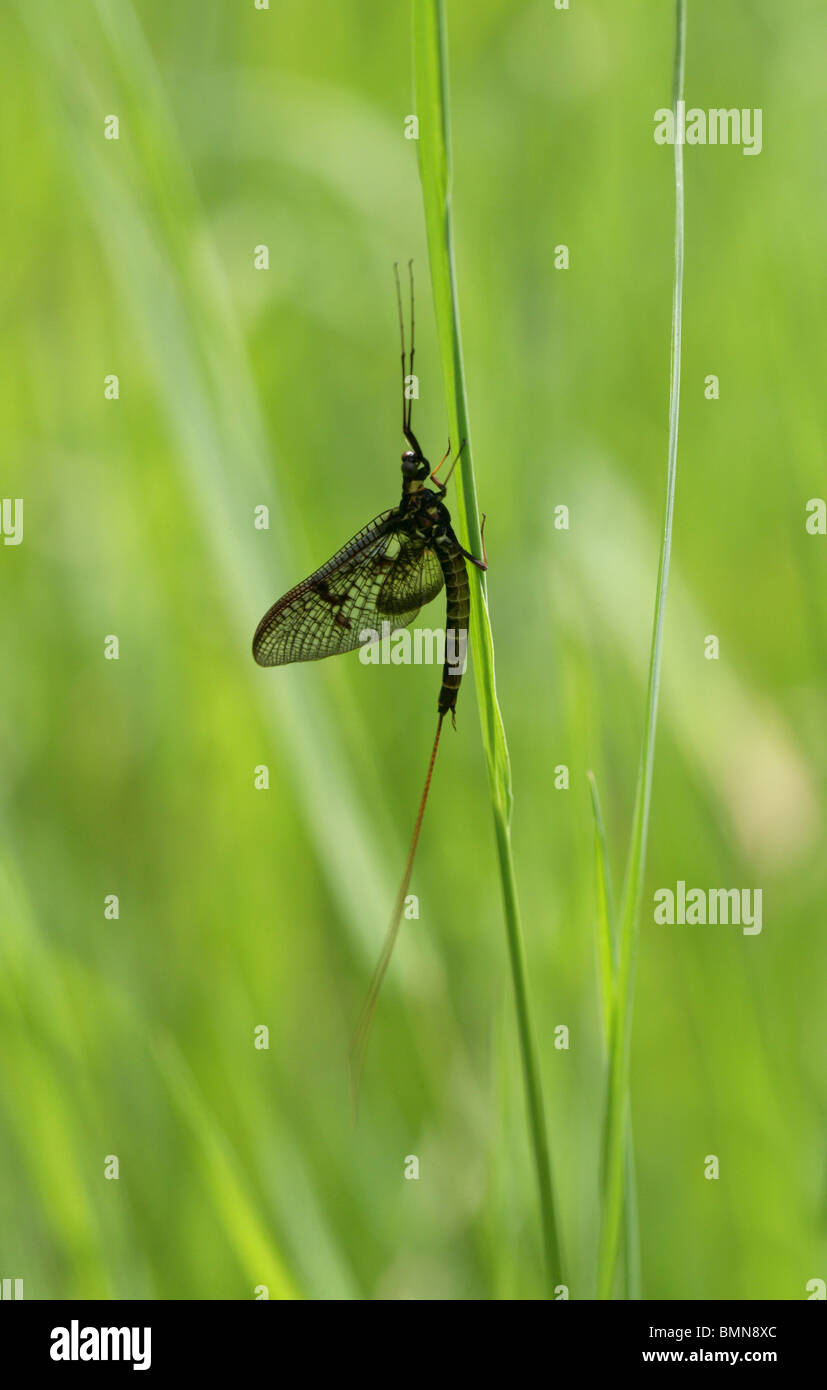 Eintagsfliege, Ephemera Vulgata, Ephemeridae, Ephemeroptera. Stockfoto