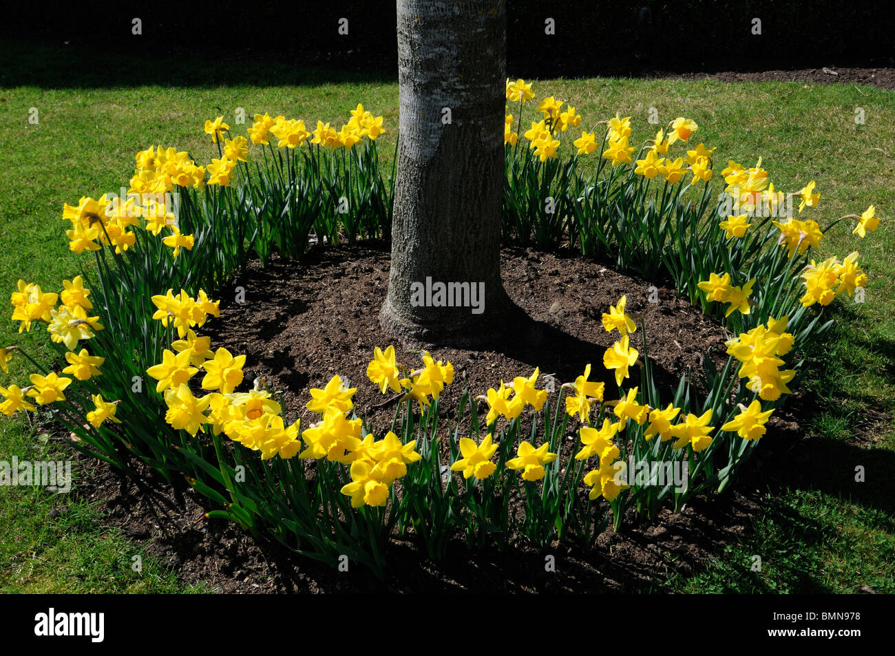 schließt sich der Kreis Ring von Narzissen, die Surround-Umgebung umgeben umschließen an der Basis der eine Baumstamm Frühling Blüte Blüte Blume Stockfoto