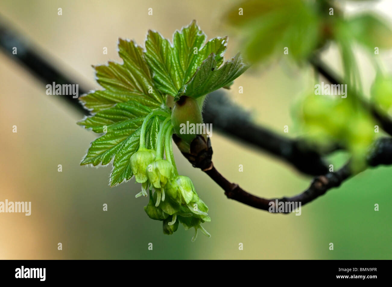 Acer X coriaceum 'Macrophyllum"(A. Monspessulanum x A. Pseudoplatanus) dänische Acer Blütenknospe Blüte Blüte Frühling Stockfoto