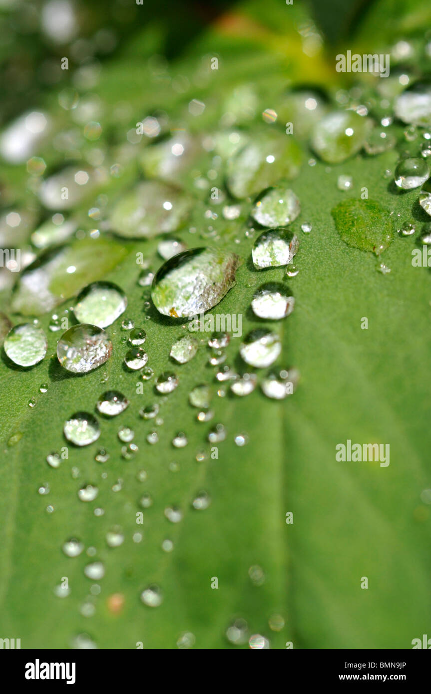 Sicke auf Alchemilla Mollis nach dem Regen lässt das Wasser. Stockfoto