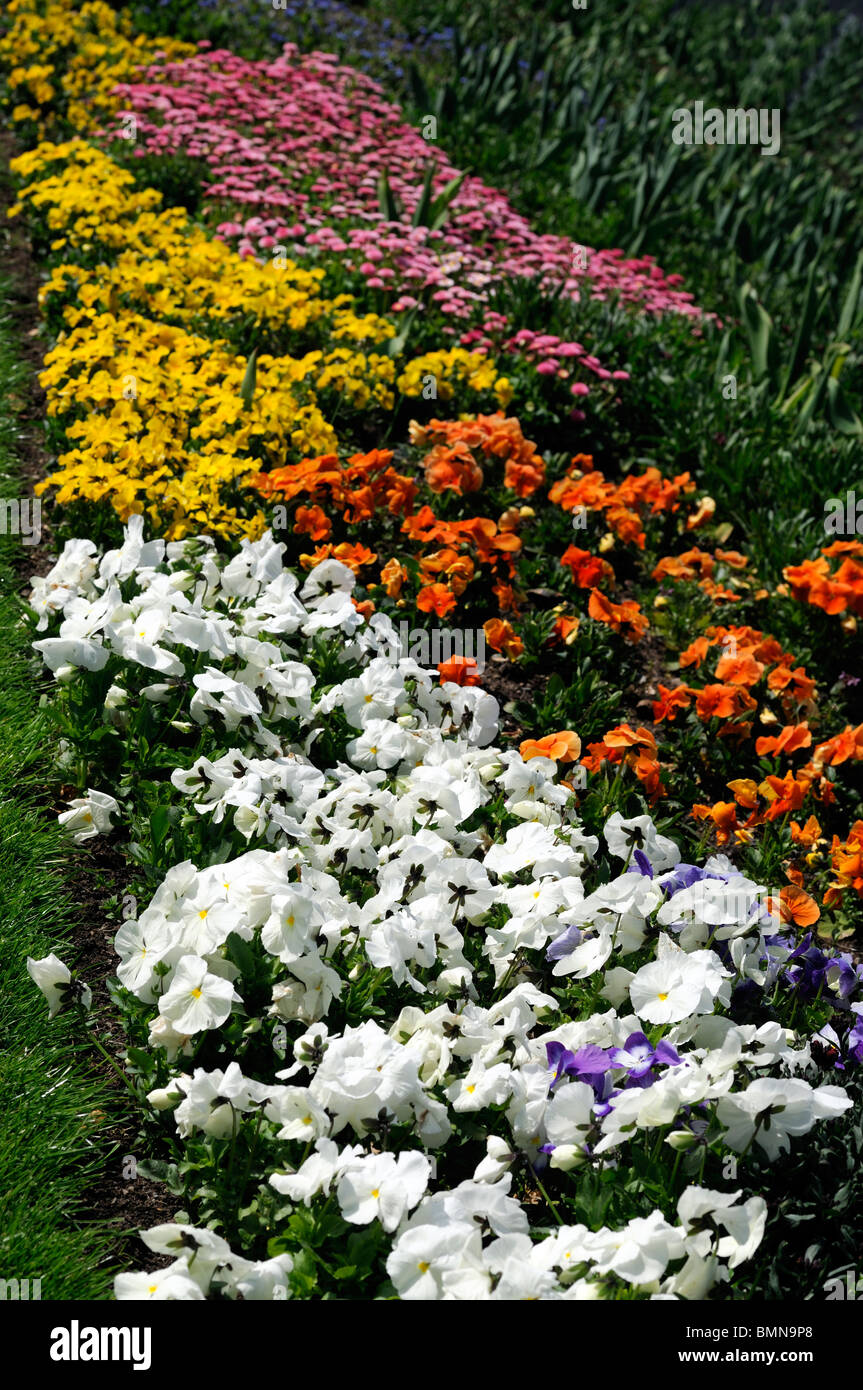 Frühling Blumen Bett Beetpflanzen jährliche Farbe Farbe bunt weiß gelb orange pink Multi mehrere Stiefmütterchen Pansys Stiefmütterchen Stockfoto