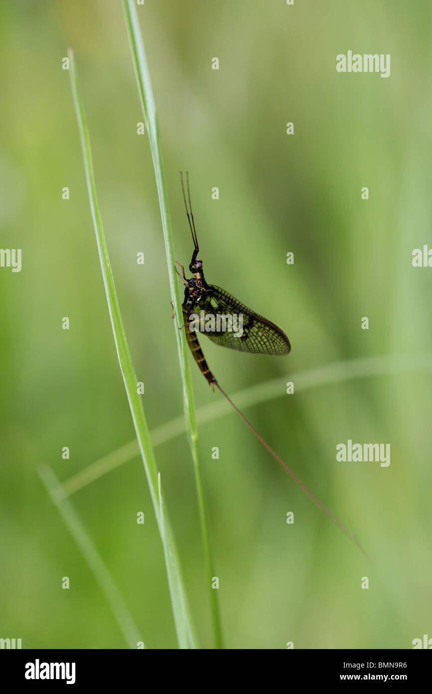 Eintagsfliege, Ephemera Vulgata, Ephemeridae, Ephemeroptera. Stockfoto