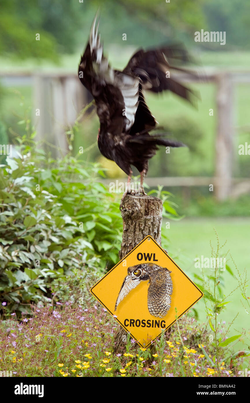 Ein captive Greifvogel Landung auf einem hölzernen Pfosten mit Eule Kreuzung Schild an einer Outdoor-UK Raubvogel Zentrum. Stockfoto